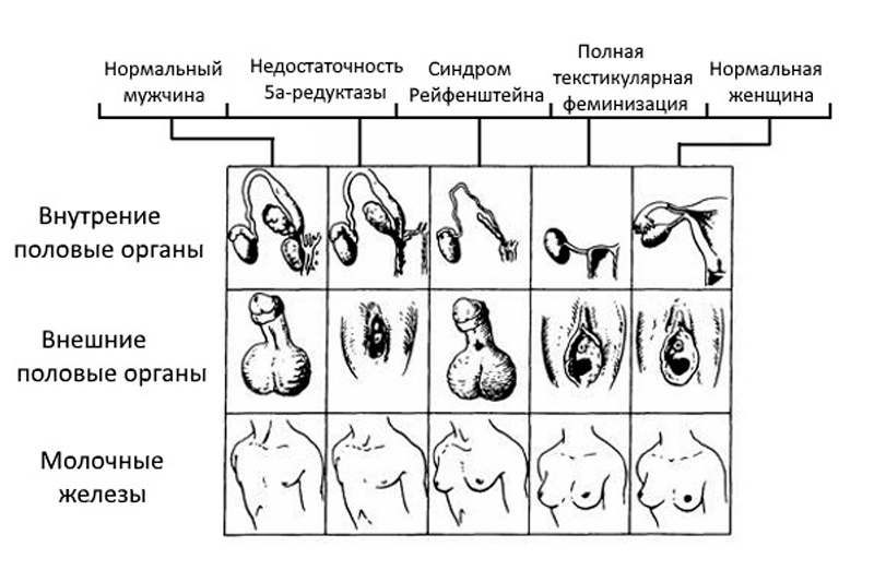 Женский псевдогермафродитизм