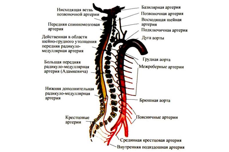 Спинальный кровообращение