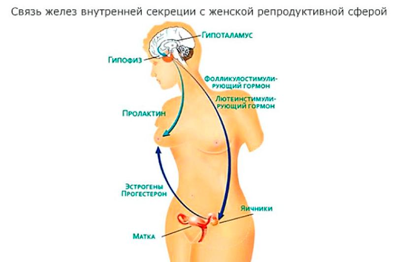 Эндокринное бесплодие