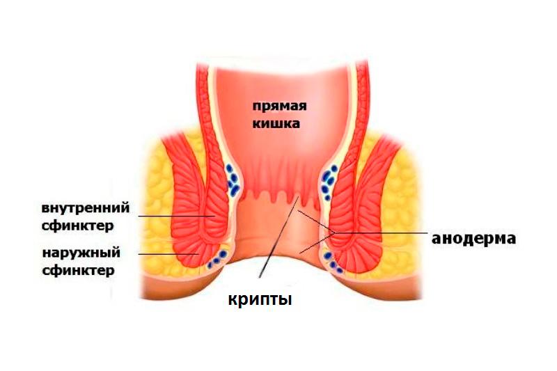 Папиллит