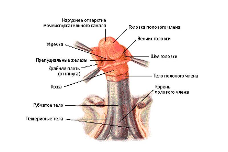 Травмы полового члена